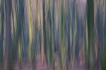 forest, tree, batic sea, woods, abstract, germany, 2012, jasmund, nationalpark, national park, Abstract Forest Renditions, photo