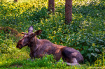 moose, forest, summer, woods, animal, wildlife, sweden, 2023, photo