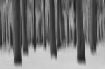 forest, abstract, woods, tree, snow, winter, germany, Abstract Forest Renditions, photo