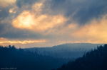 moody, forest, tree, silhouette, woodland, mystic, fog, mountains, harz, germany, 2023, photo