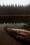fog, harz, lake, tree, mirror, fir tree, germany, 2012, Stock Images Germany, photo