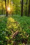 forest, spring, sunset, golden hour, wild garlic, sunstar, germany, leipzig, 2020, Personal Favorites, photo