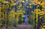 park, leipzig, autumn, forest, walk, trail, germany, 2012, photo