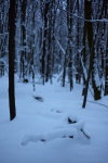 snow, winter, forest, brumby, focus, cold, germany, 2013, Stock Images Germany, photo