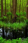 wild, forest, baltic sea, wood, swamp, germany, 2010, photo