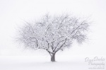 tree, cold, winter, snow,  white, schnee, biberach, baum, kalt, germany, Germany, photo