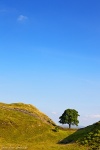 england, hadrians wall, tree, summer, 2014, Scotland, photo