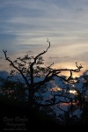 sunrise, harz, tree, national park, thale, germany, 2011, Stock Images Germany, photo