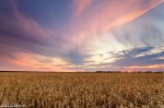 sunset, field, corn, sun, summer, leipzig, 2013, Stock Images Germany, photo