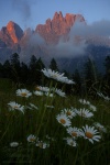 mountain, dolomites, sunset, flower, meadow, clouds, alpenglow, italy, 2011, photo