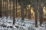 forest, sunrise, winter, sunbeams, saxon switzerland, germany, 2012, Stock Images Germany, photo