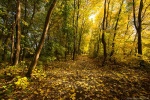 autumn, path, forest, golden, brumby, germany, 2015, Stock Images Germany, photo