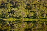 lake, tree, reflection, mirror, forest, highlands, scotland, 2014, Scotland, photo