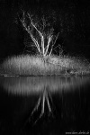 dead, lake, reflection, tree, bnw, germany, 2020, photo