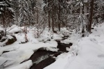 snow, winter, forest, fresh, harz, germany, 2010, photo