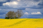 storm, spring, field, rapeseed, hills, brumby, germany, 2020, Stock Images Germany, photo