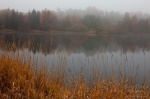 fog, harz, lake, autumn, reed, golden, germany, 2012, photo
