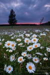 harz, meadow, flower, sunset, daisies, Germany, photo