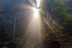 forest, sun, sunstar, autumn, saxon switzerland, germany, 2014, Stock Images Germany, photo