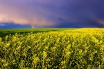 sunset, storm, brumby, field, spring, coleseed, germany, 2016, Rural Germany, photo
