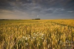 sunset, corn field, golden light, flower, summer, gold, light, germany, Mensch und Natur Kalender Fotos, photo