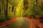 road, forest, autumn, fall, roadshot, saxonswitzerland, germany, 2020, Stock Images Germany, photo