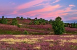 sunset, dream, blooming, flowers, wild flowers, pink, field, germany, 2020, Germany, photo