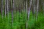 forest, tree, batic sea, weststrand, abstract, germany, 2011, Best Landscape Photos of 2011, photo