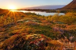 sunset, lofoten, sunstar, fjord, moos, grass, lake, norway