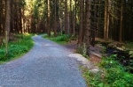 hiking, harz, forest, summer, leistenklippe, hohnekamm, germany, 2013, Wandern im Harz, photo