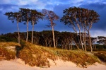beach, baltic sea, weststrand, sunset, golden hour, trees, ocean, 2011, germany, photo