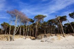 beach, forest, trees, baltic sea, spring, weststrand, germany, Stock Images Germany, photo