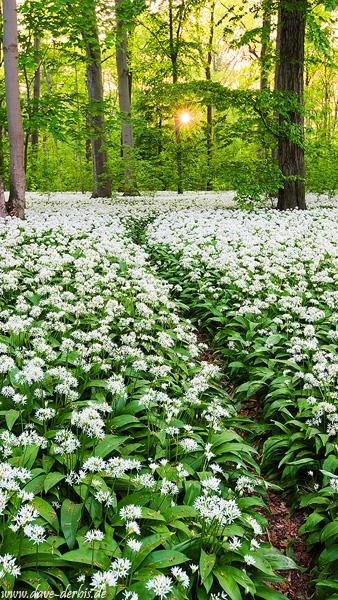 forest, garlic, flower, spring, panorama, leipzig, germany, 2015, photo