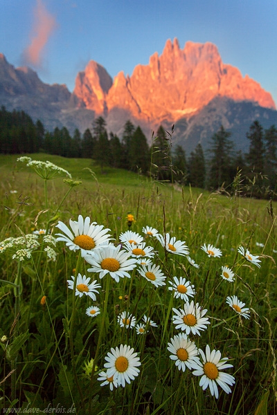wildflowers, mountain, dolomites, alpenglow, sunset, meadow, italy, 2015, photo