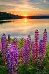 sun, golden hour, sunset, lake, flowers, wildflowers, reflection, summer, lupines, sweden, 2023, Best Landscape Photos of 2023, photo