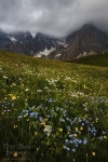 storm, mountains, dolomites, clouds, meadow, wildflowers, passo rolle, passo, rugged, italy, 2011, Italy, photo