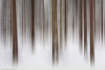 forest, abstract, winter, snow, harz, national park, germany, 2015, Germany, photo