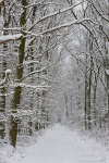 winter, forest, snow, walk, fresh, trail, 2010, germany, photo