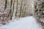 baltic sea, winter, beach, weststrand, forest, snow, germany, Stock Images Germany, photo