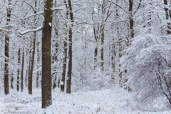 winter, snow, trees, forest, elbe, photo