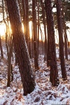 sunset, baltic sea, winter, snow, forest, weststrand, coast, germany, 2015, Stock Images Germany, photo