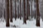abstract, forest, winter, snow, harz, cold, frozen, tree, fir, germany, 2013, Abstract Forest Renditions, photo