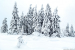 winter, shelter, snow, harz, frozen, trees, forest, woods, germany, 2022, Stock Images Germany, photo