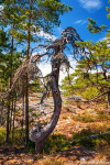 forest, tree, woodland, creature, summer, sweden, 2023, Sweden, photo