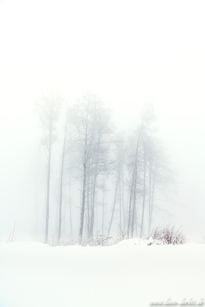 fog, snow, winter, moody, trees, forest, mystical, mood, harz, 2024, photo
