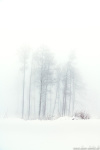 fog, snow, winter, moody, trees, forest, mystical, mood, harz, 2024, photo