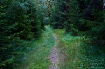 hiking, harz, forest, summer, leistenklippe, hohnekamm, germany, 2013, Stock Images Germany, photo