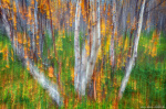 abstract, woods, forest, tree, autumn, magical, mystical, arctic, sweden, 2024, photo
