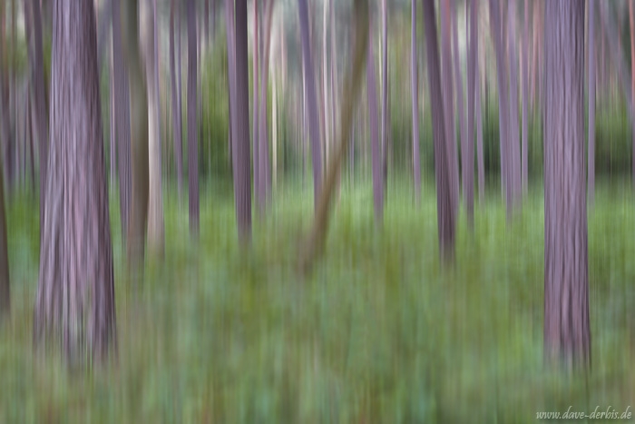 abstract, forest, coast, trees, farns, germany, 2016, photo