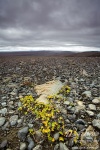 iceland, highland, remote, lava, flower, volcanic, ashes, mountains, canon, assignment, remote, rare, striking, beauty, photo